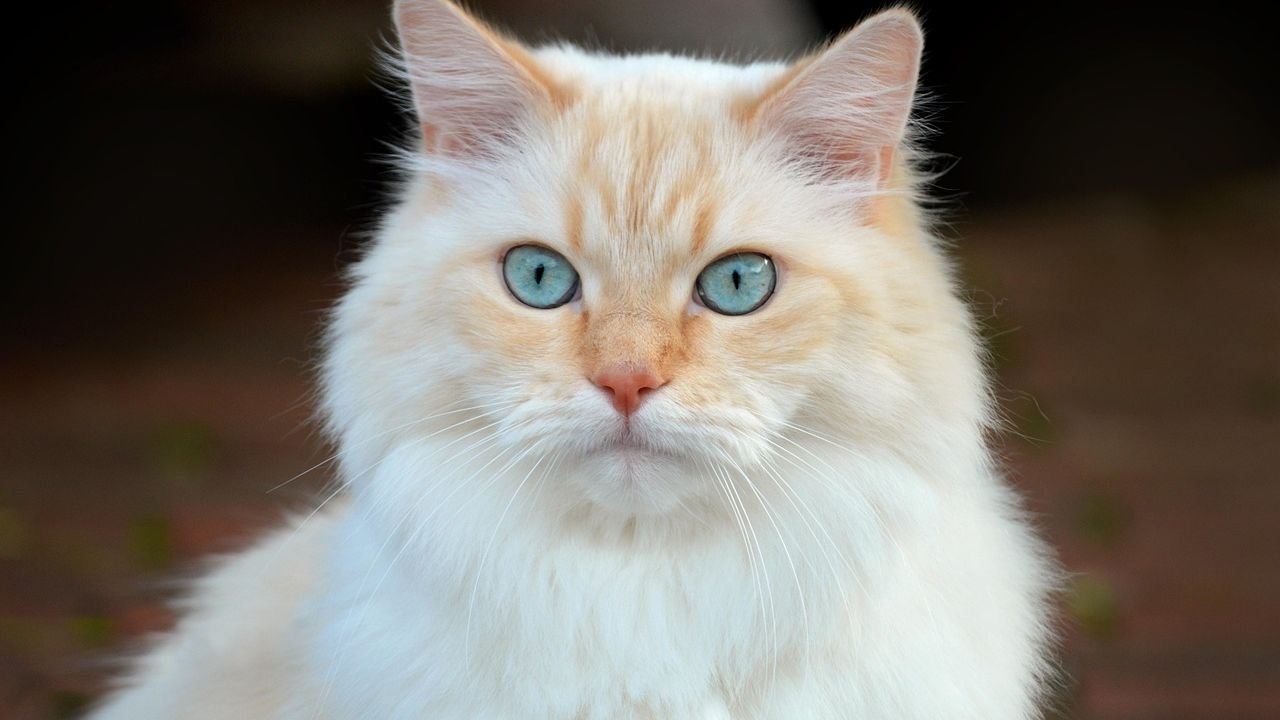 The Silent Language of Your Cat Is Richer Than You Imagine
