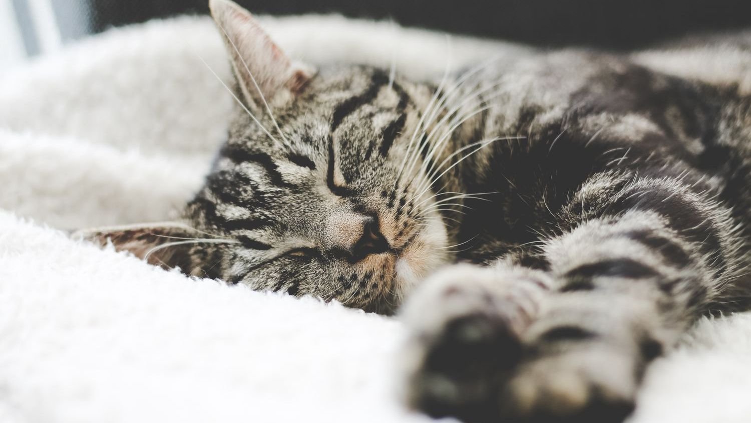 You're Probably Misunderstanding Your Cat's Naptime Rituals
