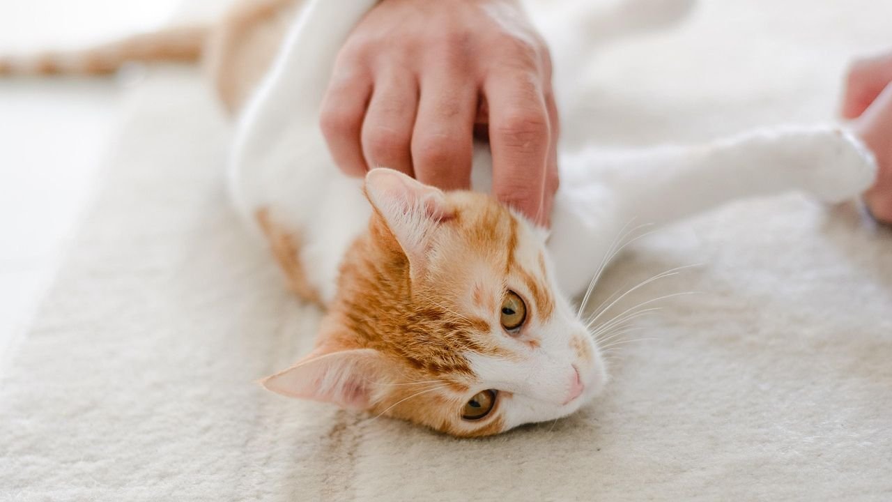 Stop Petting Your Cat Wrong: 7 Mistakes That Annoy Them Most