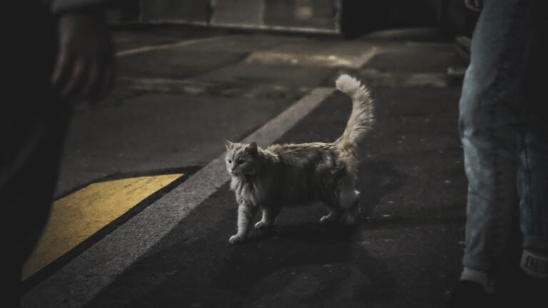 Your Cat's Nightly Zoomies Aren't Random – They're Strategic