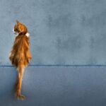 The Secret Language of Your Cat's Tail: It's Not What You Think