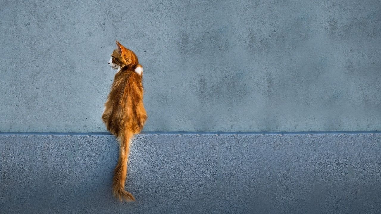 The Secret Language of Your Cat's Tail: It's Not What You Think