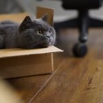 7 Everyday Household Items Your Cat Secretly Loves More Than Toys