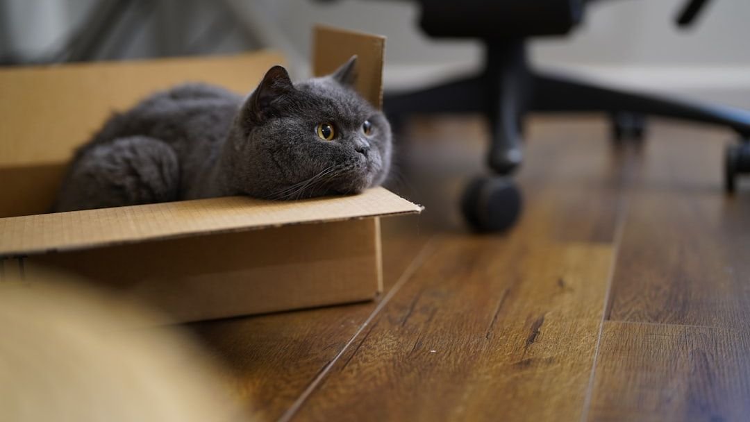 7 Everyday Household Items Your Cat Secretly Loves More Than Toys