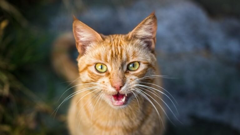 How Many Meows Does It Take to Get a Treat? Decoding Feline Demands