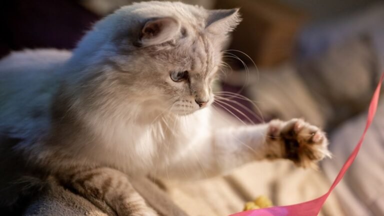 Your Cat's Playtime Isn't Just Fun; It's a Vital Mental Workout
