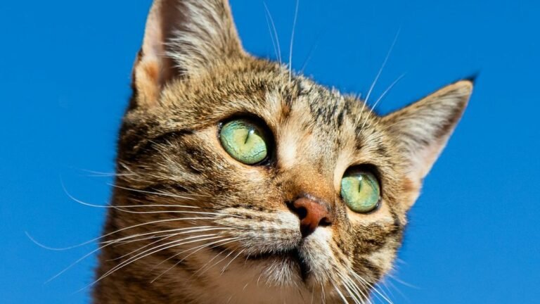 Cats Are Master Storytellers: Their Body Language Speaks Volumes