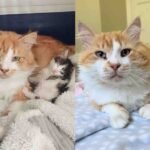 Rescued Orange Tabby Steps Up as Devoted Dad, Shares Forever Home with Two Kittens