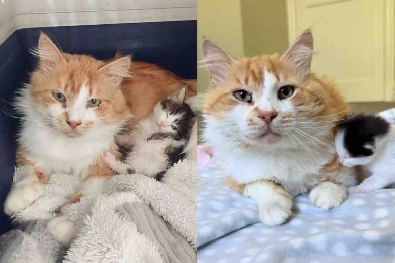 Rescued Orange Tabby Steps Up as Devoted Dad, Shares Forever Home with Two Kittens