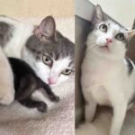 Rescued Street Cat Raises Eight Kittens and Blooms into a Playful Companion