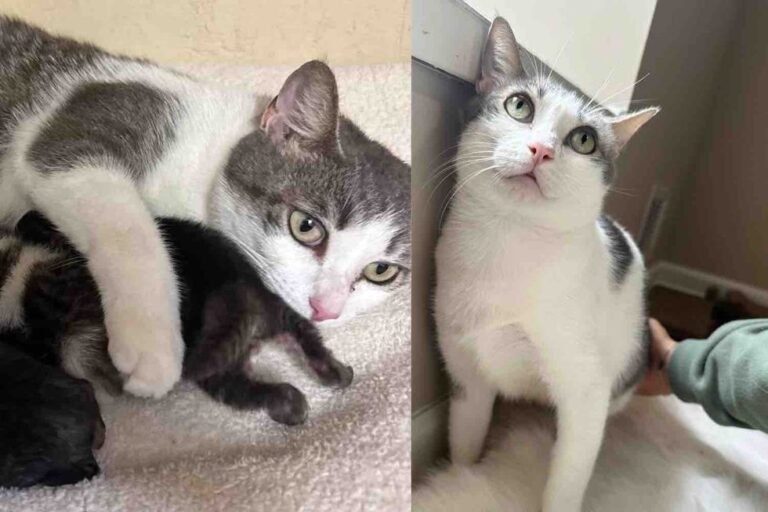 Rescued Street Cat Raises Eight Kittens and Blooms into a Playful Companion