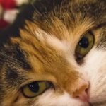 Your Cat's Gaze Holds a Secret Language: Deciphering Direct Eye Contact