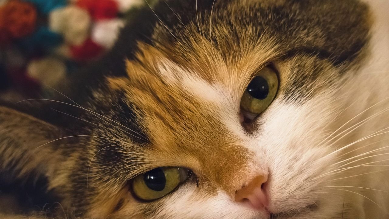 Your Cat's Gaze Holds a Secret Language: Deciphering Direct Eye Contact