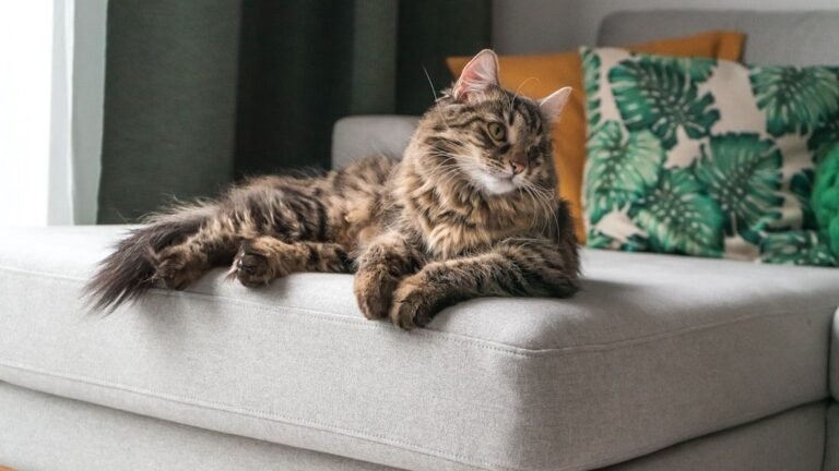 Cats Don't Just 'Live' with You; They Curate Their Environment