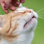 How Does Your Cat's Purr Become Your Ultimate Stress Reliever?