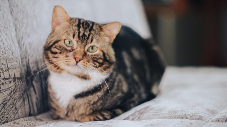 Do Cats Understand Our Words, Or Is It Just Our Tone They Sense?