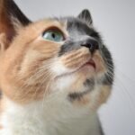 The Subtle Art of Feline Communication: Decoding Their Silent Cues