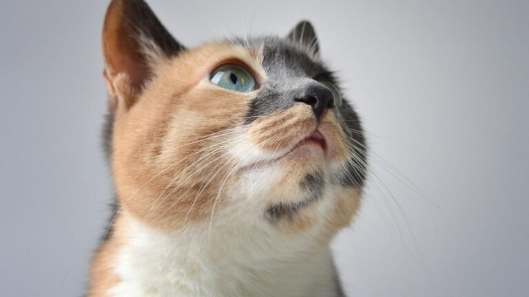 The Subtle Art of Feline Communication: Decoding Their Silent Cues