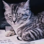 A Cat's Blink Is a Powerful Gesture of Trust and Affection