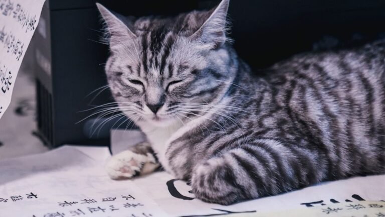 A Cat's Blink Is a Powerful Gesture of Trust and Affection