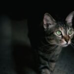 7 Ways Your Cat Secretly Guards Your Home While You Sleep