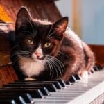 8 Calming Sounds That Instantly Put Your Anxious Cat at Ease