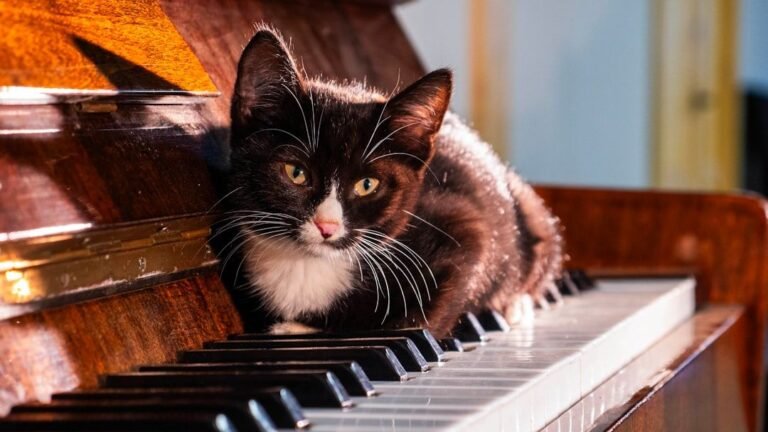 8 Calming Sounds That Instantly Put Your Anxious Cat at Ease