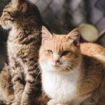 12 Common Human Misconceptions About What Cats Truly Desire