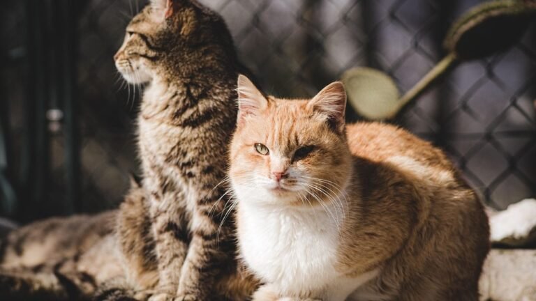 12 Common Human Misconceptions About What Cats Truly Desire