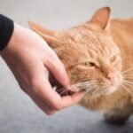 Forget 'Aloof': Your Cat's Love Language Is Simply Misunderstood