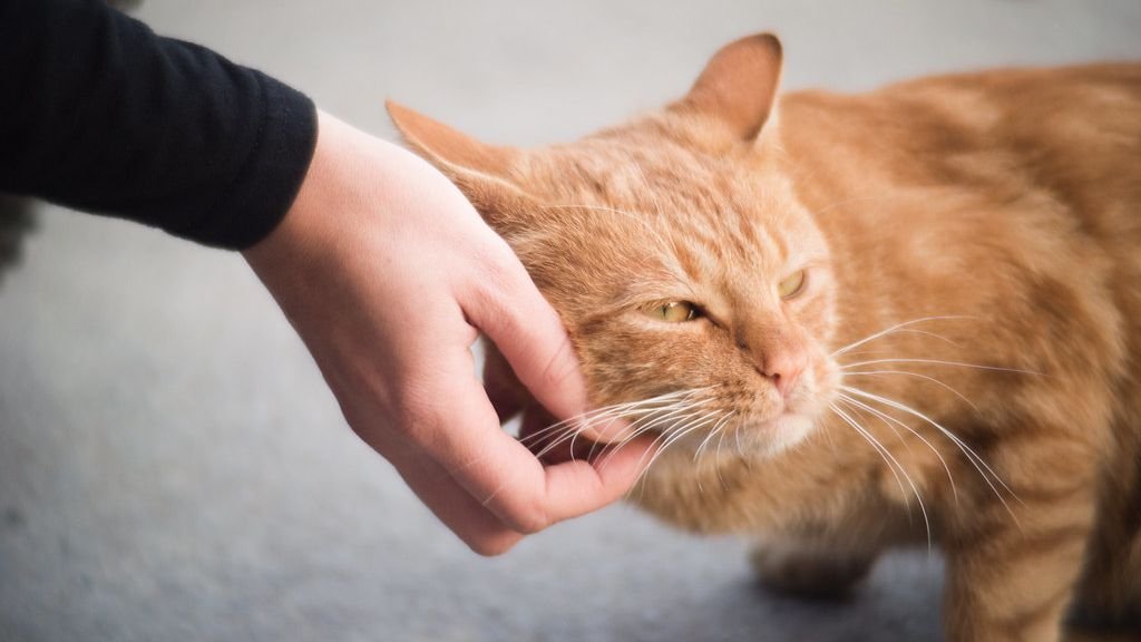 Forget 'Aloof': Your Cat's Love Language Is Simply Misunderstood