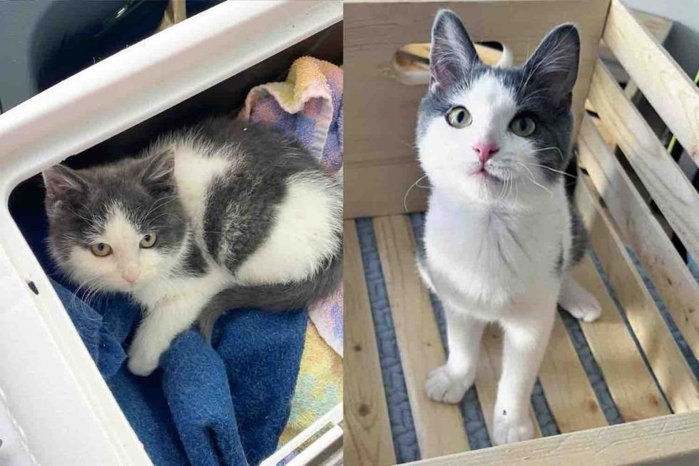 They Spot a Kitten Outside the House in the Snow and Know They Can't Leave the Little Cat Behind