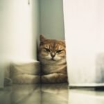 Subtle Reactions Reveal Hidden Awareness