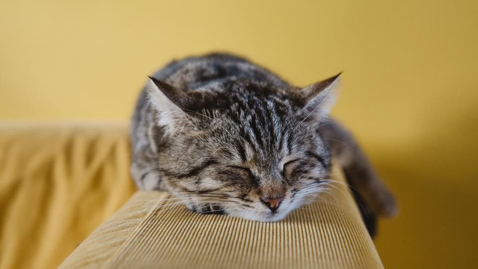 Cats Don't Just Sleep; They Intentionally Choose Their Power Naps