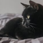 Your Cat's Nighttime Routines Reveal Their Deepest Trust in You