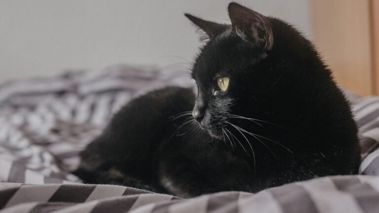 Your Cat's Nighttime Routines Reveal Their Deepest Trust in You
