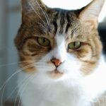 A Cat's Independent Nature Is a Carefully Crafted Myth for the Uninformed