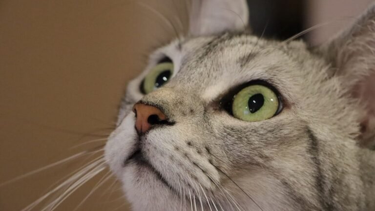 The Lingering Gaze of Your Feline Friend Is More Than Just a Stare