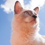 Do Cats Truly Have a Sixth Sense for Impending Weather Changes?
