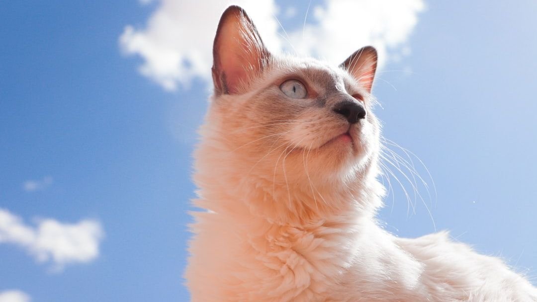 Do Cats Truly Have a Sixth Sense for Impending Weather Changes?