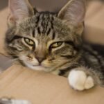 Why Do Some Cats Prefer Cardboard Boxes Over Luxurious Beds?
