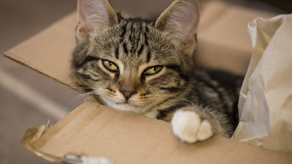 Why Do Some Cats Prefer Cardboard Boxes Over Luxurious Beds?