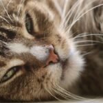 What Hidden Messages Are Contained in Your Cat's Slow Blink?