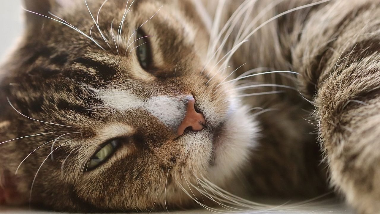 What Hidden Messages Are Contained in Your Cat's Slow Blink?