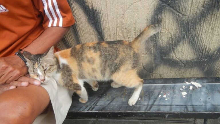 How Do Cats Select Their Favorite Human, And Is It Always Obvious?