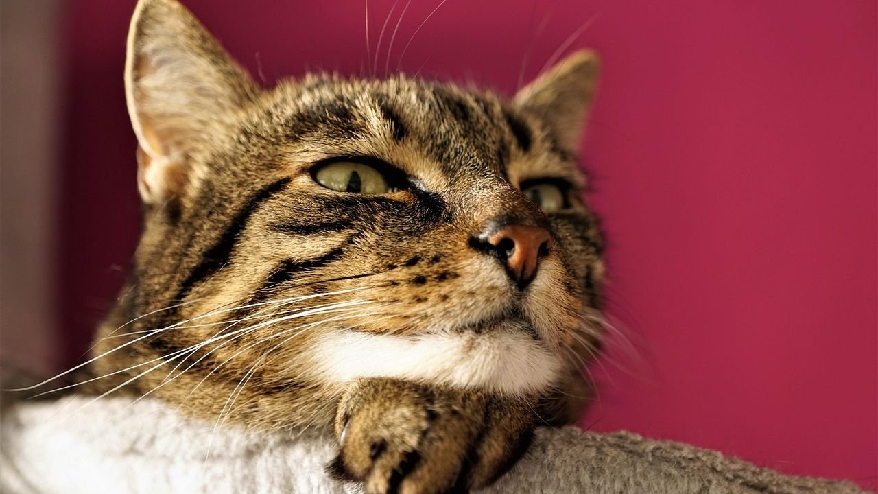 Can Your Cat's Purr Be a Sign of Comfort, or Something More?