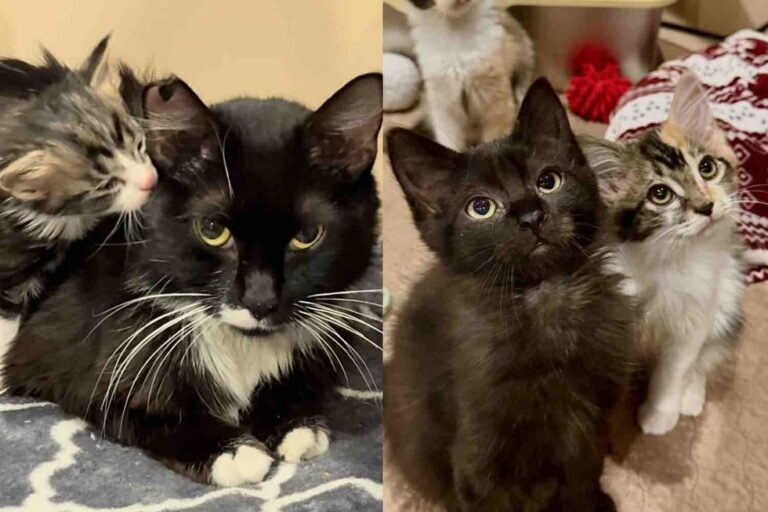 Rescued Tuxedo Mom and Kittens Journey from Shelter Peril to Family Bliss