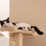 Why Do Cats Often Choose the Highest Perch in a Room?
