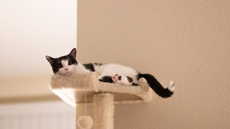 Why Do Cats Often Choose the Highest Perch in a Room?