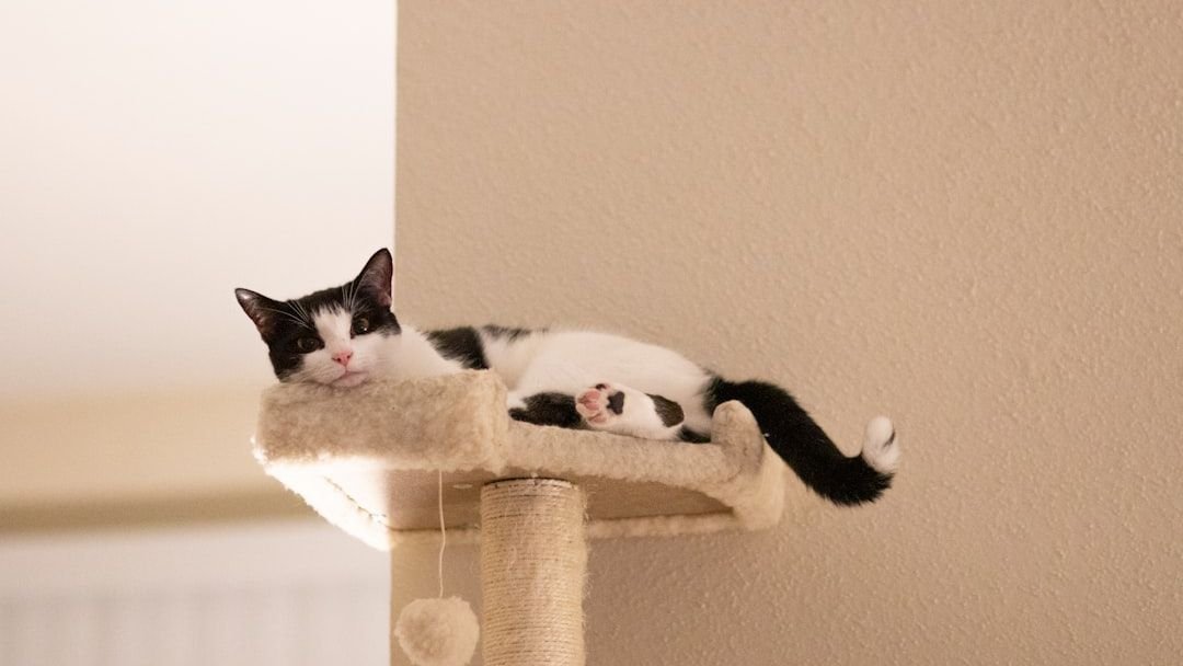 Why Do Cats Often Choose the Highest Perch in a Room?